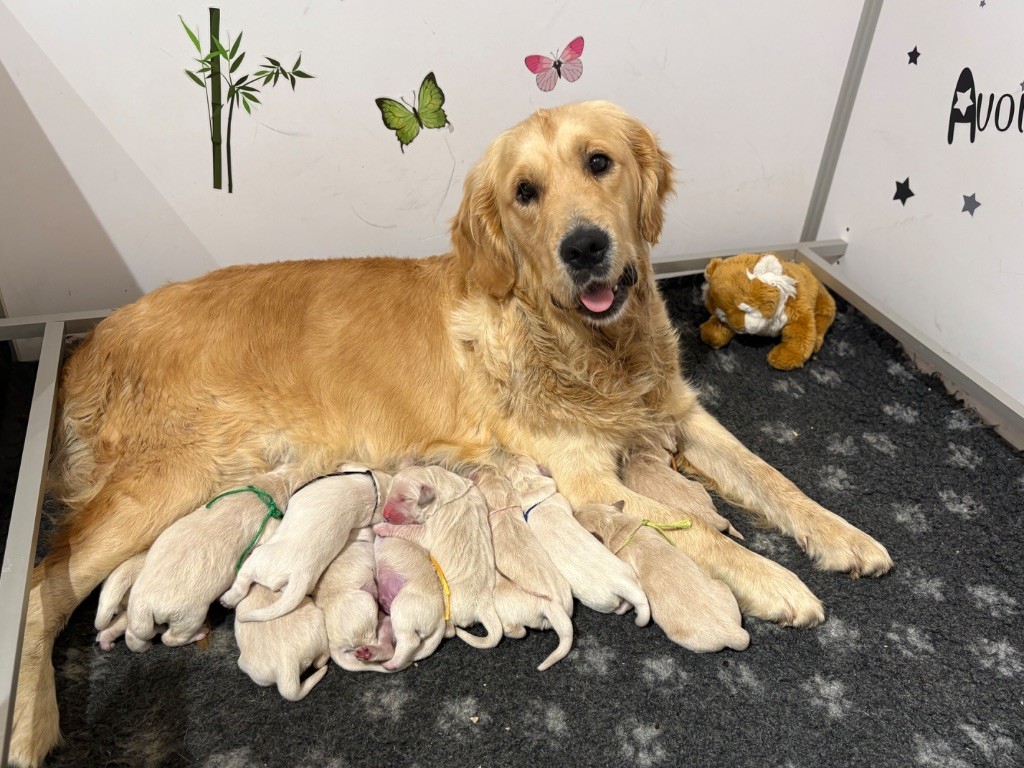 Chiot Golden Retriever de la Gabrière