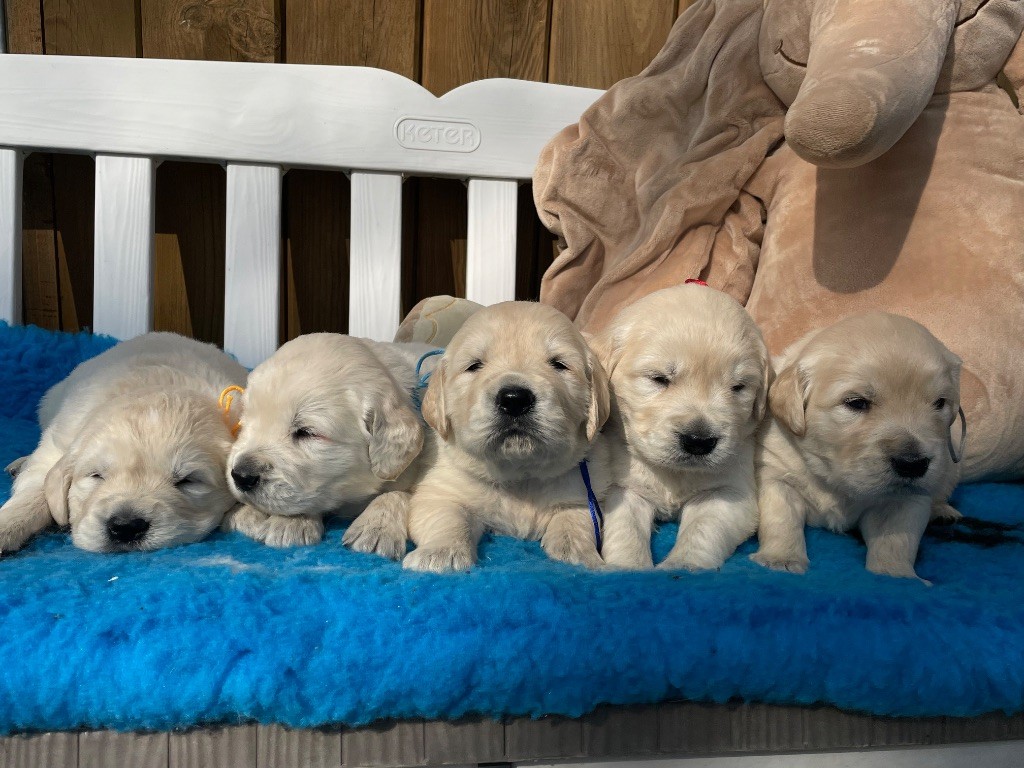 de la Gabrière - Chiots disponibles - Golden Retriever