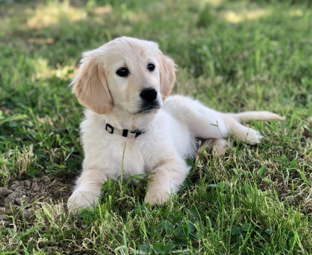 de la Gabrière - Chiots disponibles - Golden Retriever