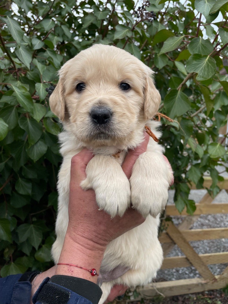 de la Gabrière - Chiots disponibles - Golden Retriever