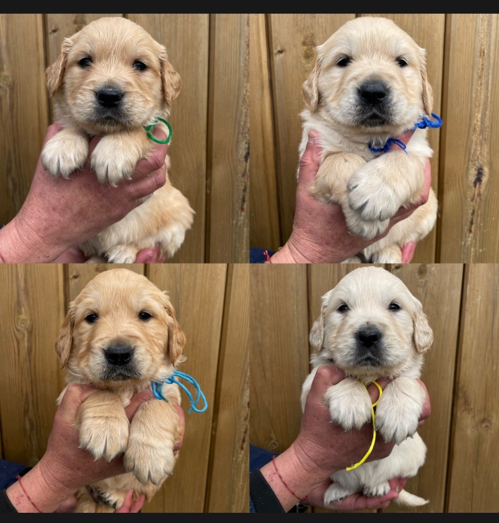 de la Gabrière - Chiots disponibles - Golden Retriever