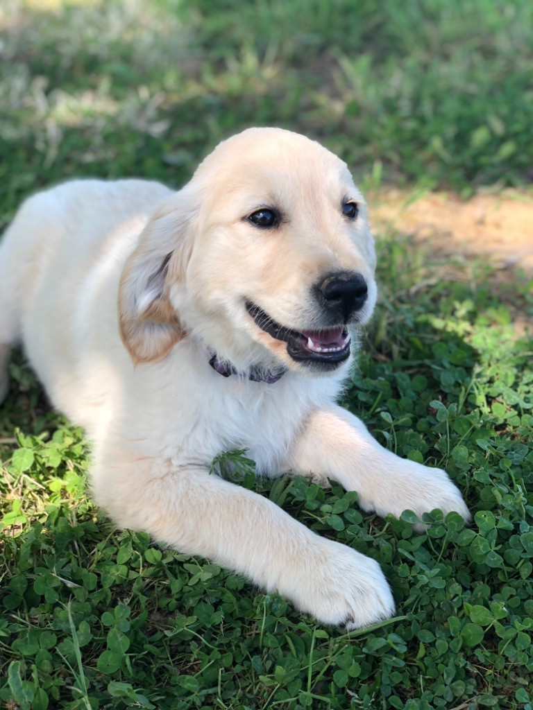 de la Gabrière - Chiots disponibles - Golden Retriever