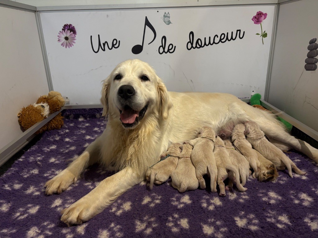 Chiot Golden Retriever de la Gabrière