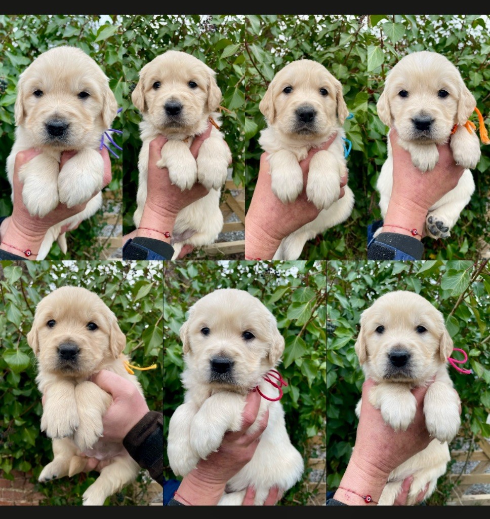 de la Gabrière - Chiots disponibles - Golden Retriever