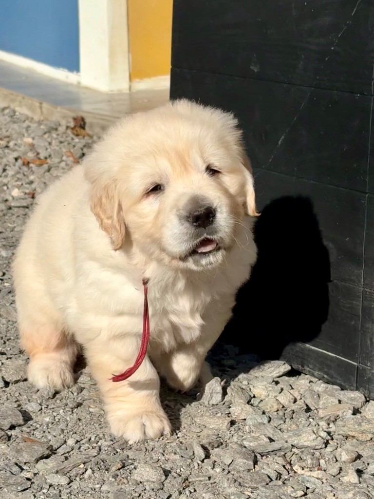 de la Gabrière - Chiots disponibles - Golden Retriever