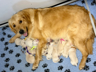 CHIOT 11