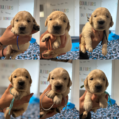 CHIOT 12