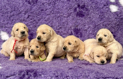 CHIOT