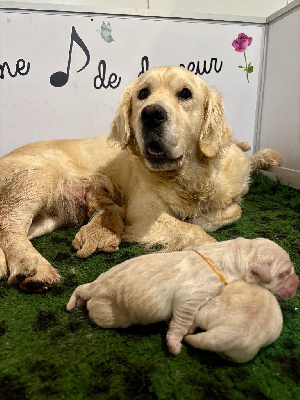 CHIOT