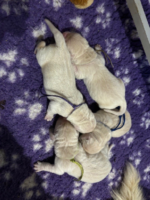 CHIOT