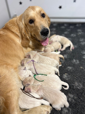 CHIOT