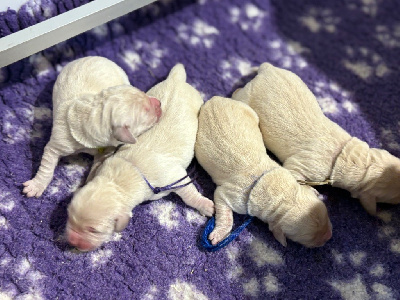 CHIOT