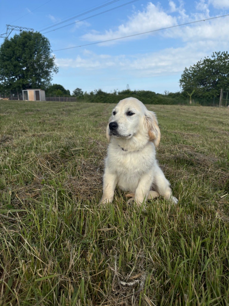 de la Gabrière - Chiots disponibles - Golden Retriever