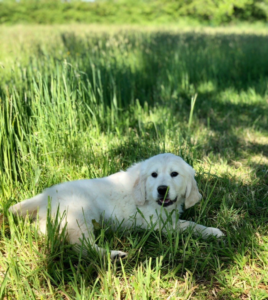 de la Gabrière - Chiots disponibles - Golden Retriever