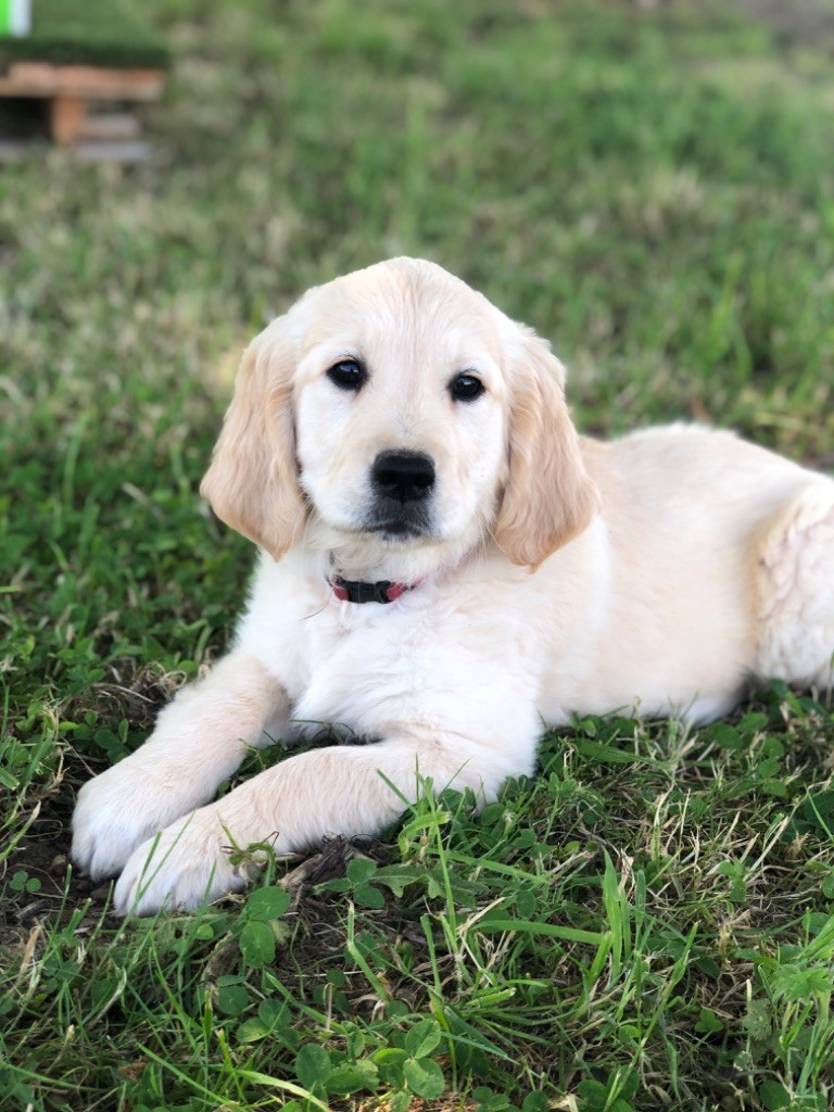 de la Gabrière - Chiots disponibles - Golden Retriever