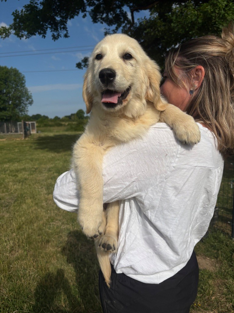de la Gabrière - Chiots disponibles - Golden Retriever