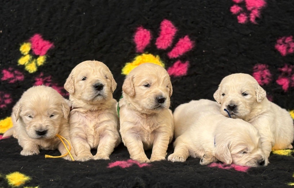 de la Gabrière - Chiots disponibles - Golden Retriever