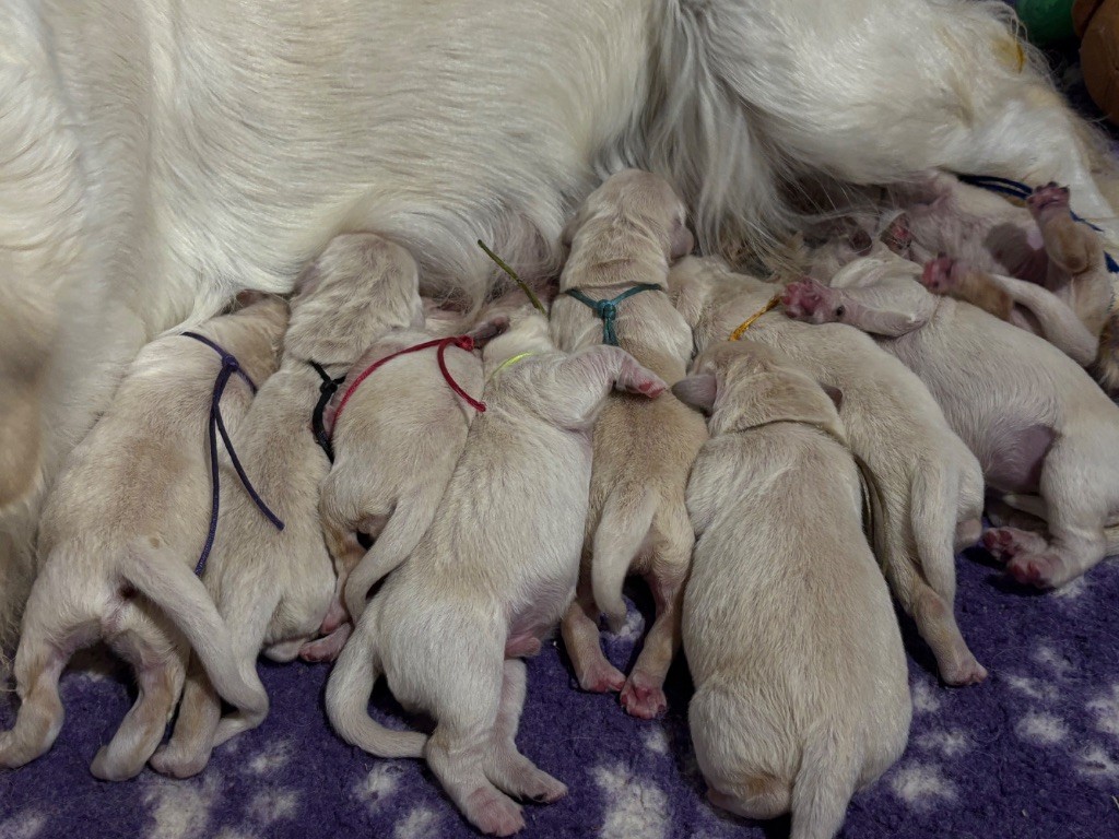 de la Gabrière - Chiots disponibles - Golden Retriever