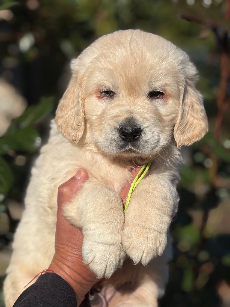 de la Gabrière - Chiots disponibles - Golden Retriever