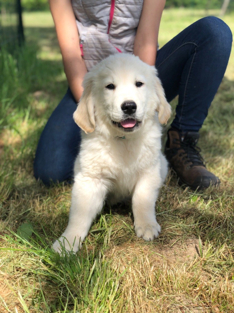 Chiot Golden Retriever de la Gabrière