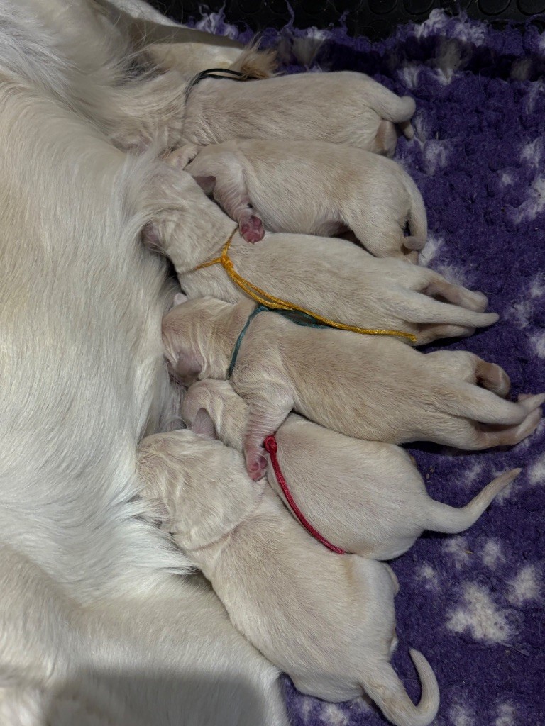 de la Gabrière - Chiots disponibles - Golden Retriever
