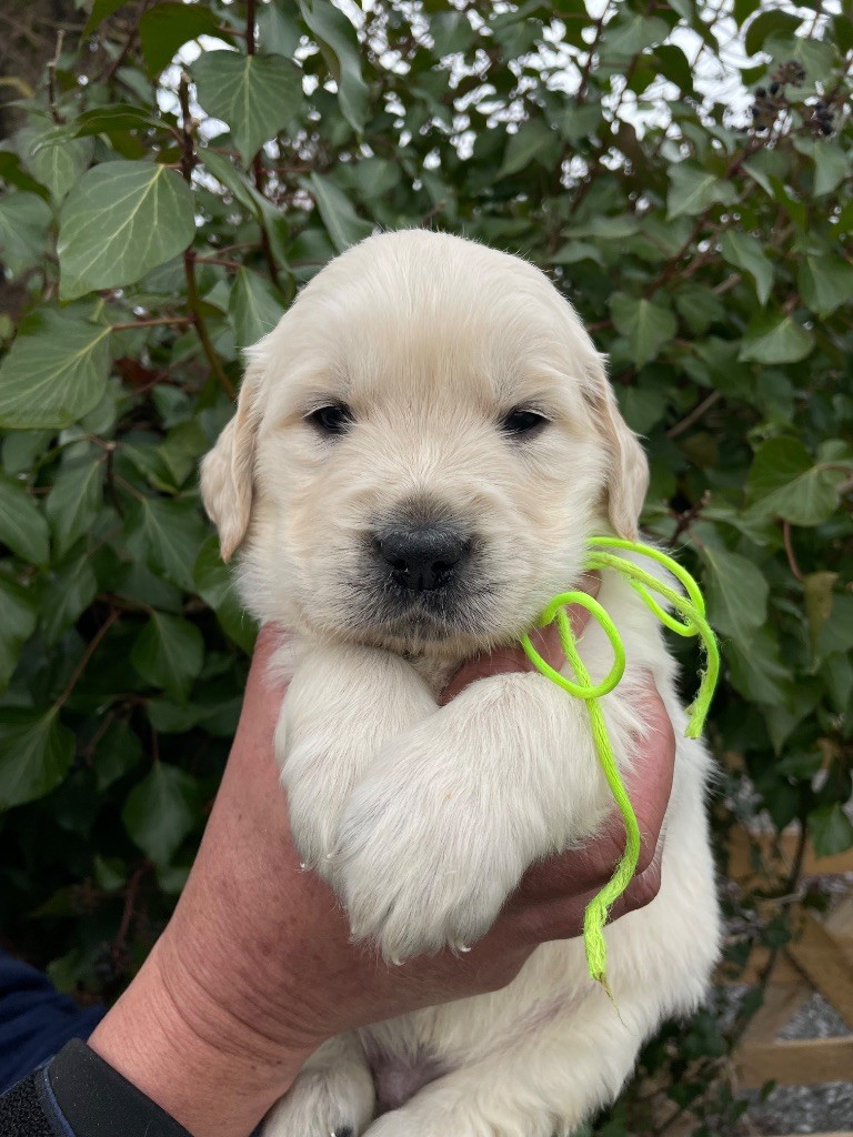 de la Gabrière - Chiots disponibles - Golden Retriever