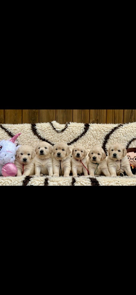 de la Gabrière - Chiots disponibles - Golden Retriever